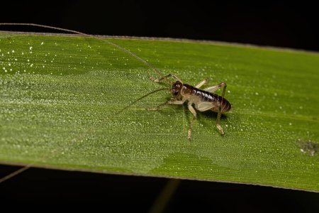 Foto de Raspy Cricket Ninfa de la Familia Gryllacrididae - Imagen libre de derechos