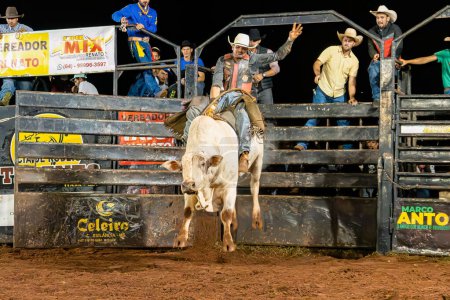 Photo for Itaja, Goias, Brazil - 04 21 2023: cowboy man riding a bull practicing bull riding at a rodeo - Royalty Free Image