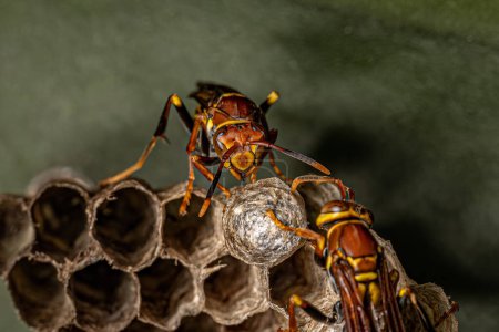Photo for Variegated Paper Wasp of the species Polistes versicolor - Royalty Free Image