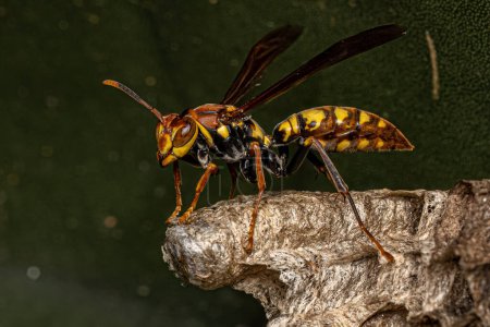 Photo for Variegated Paper Wasp of the species Polistes versicolor - Royalty Free Image
