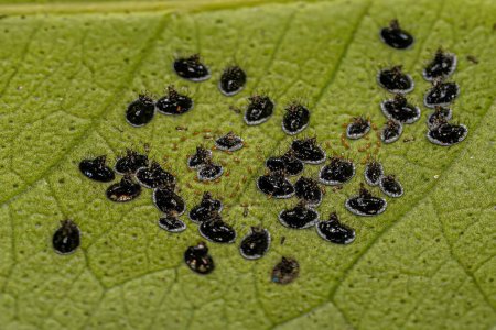 Téléchargez les photos : Mouche noire des agrumes Insecte de l'espèce Aleurocanthus woglumi - en image libre de droit