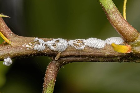 Typical Treehopper Eggs of the Family Membracidae