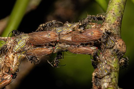 Foto de Aetalionid Treehopper Ninfas y adultos de la especie Aetalion reticulatum y hormigas dorosas adultas de la especie Dolichoderus bispinosus - Imagen libre de derechos