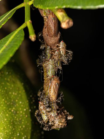 Foto de Aetalionid Treehopper Ninfas y adultos de la especie Aetalion reticulatum y hormigas dorosas adultas de la especie Dolichoderus bispinosus - Imagen libre de derechos