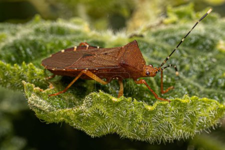 Photo for Adult Squash Bug of the Genus Anasa - Royalty Free Image