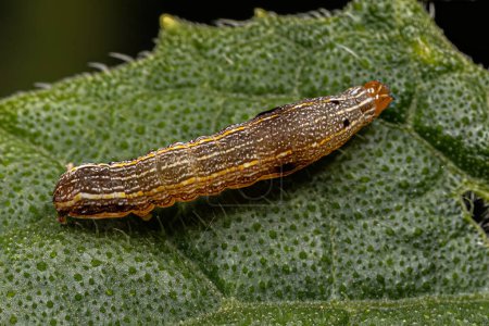 Photo for Brown Caterpillar Moth of the Genus Spodoptera - Royalty Free Image