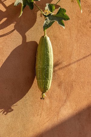 Téléchargez les photos : Éponge Gourde Plante Fruits de l'espèce Luffa aegyptiaca - en image libre de droit