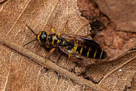 Photo for Adult New World Banded Thynnid Wasp of the Genus Myzinum - Royalty Free Image