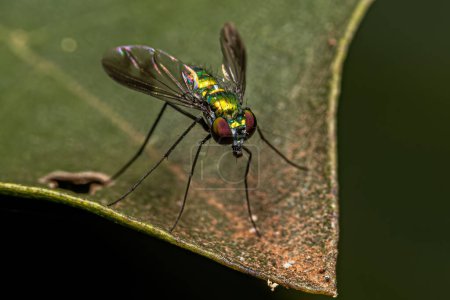 Photo for Adult Long-legged Fly of the genus Condylostylus - Royalty Free Image