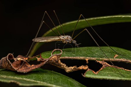 Photo for Adult Limoniid Crane Fly of the genus Geranomyia - Royalty Free Image