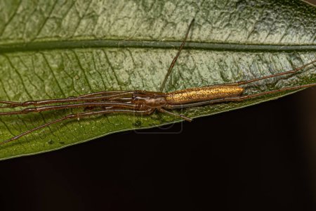 Photo for Adult Long-jawed Orbweaver Spider of the Genus Tetragnath - Royalty Free Image