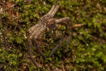Foto de Pantropical Huntsman Spider Molt de la especie Heteropoda venatoria - Imagen libre de derechos
