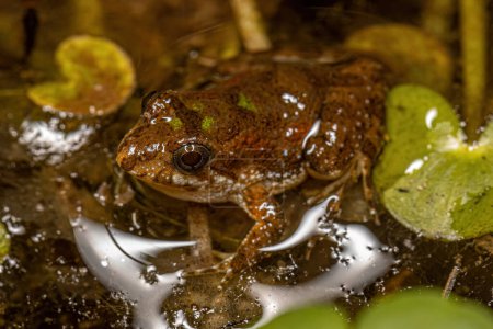Téléchargez les photos : Petite grenouille du Sud du genre Pseudopaludicola - en image libre de droit
