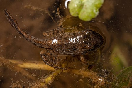 Téléchargez les photos : Petite grenouille du Sud de la famille des Leptodactylidae - en image libre de droit