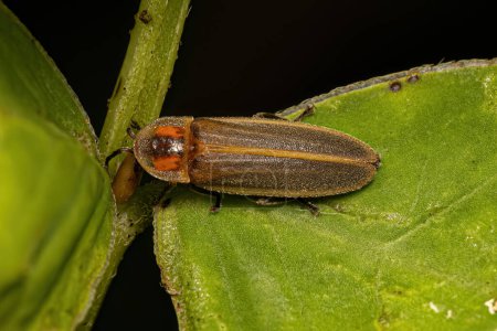 Escarabajo luciérnaga adulto de la familia Lampyridae