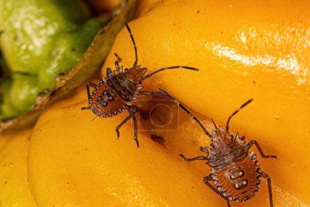 Photo for Stink bug nymph of the family pentatomidae - Royalty Free Image