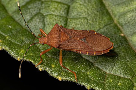 Photo for Adult Squash Bug of the Genus Anasa - Royalty Free Image
