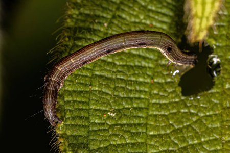 Small Moth Caterpillar of the Superfamily Noctuoidea