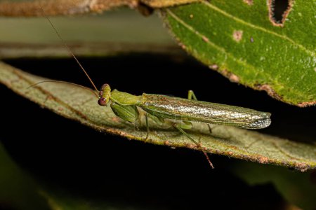 Photo for Adult Male Acontistid Mantis of the Genus Metaphotina - Royalty Free Image