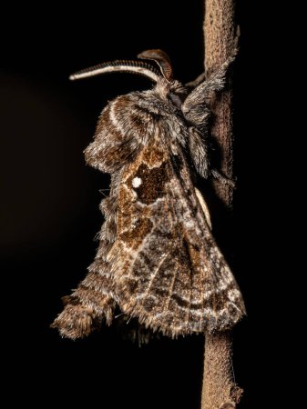 Photo for Adult Carpenter Moth of the Subfamily Hypoptinae - Royalty Free Image