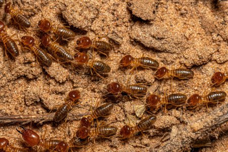 Adult Jawsnouted Termites of the species Syntermes nanus