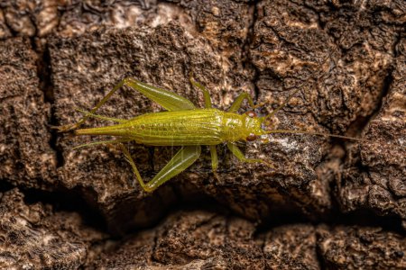 Photo for Adult True Cricket of the Subfamily Trigonidiinae - Royalty Free Image
