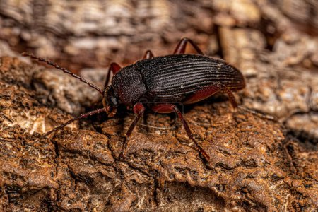 Photo for Adult Comb-clawed Darkling Beetle of the Subtribe Xystropodina - Royalty Free Image