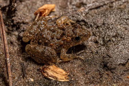 Téléchargez les photos : Petite grenouille du Sud du genre Pseudopaludicola - en image libre de droit