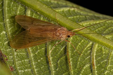 Téléchargez les photos : Insecte adulte du genre Leptonema - en image libre de droit