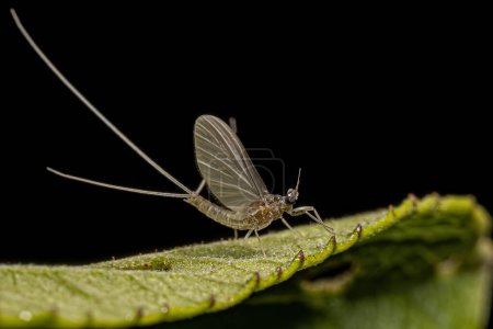 Téléchargez les photos : Small Adult Mayfly of the genus Traverhyphes - en image libre de droit