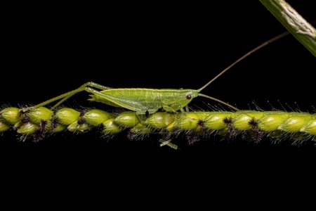 Photo for Common Conehead Nymph of the Tribe Copiphorini - Royalty Free Image