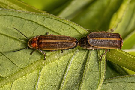 Téléchargez les photos : Firefly adulte de la famille des Lampyridae couplage - en image libre de droit