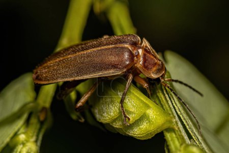 Escarabajo luciérnaga adulto de la familia Lampyridae