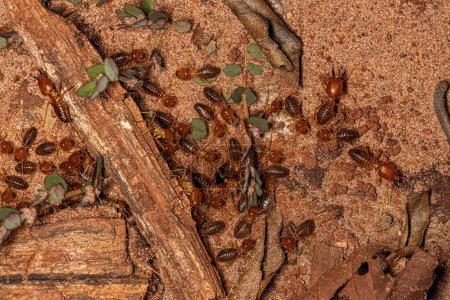 Ausgewachsene Kiefertermiten der Gattung Syntermes