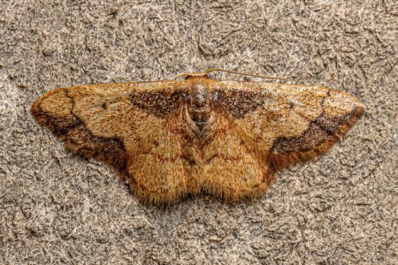 Photo for Adult Kendall Wave Moth of the genus Idaea - Royalty Free Image