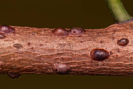 Photo for Small Scale Insects of the Superfamily Coccoidea - Royalty Free Image