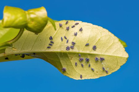 Téléchargez les photos : Mouche noire des agrumes adulte Insecte de l'espèce Aleurocanthus woglumi - en image libre de droit