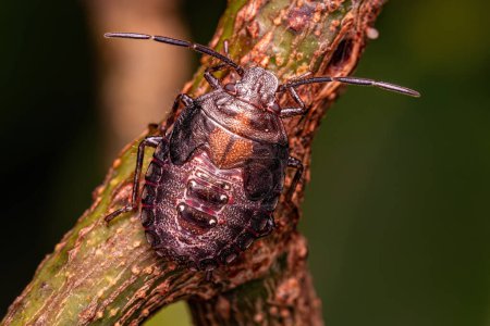 Photo for Stink bug Nymph of the Genus Antiteuchus - Royalty Free Image