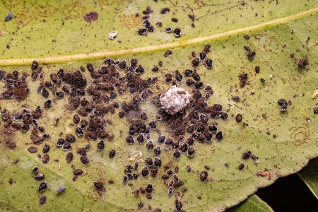 Téléchargez les photos : Mouche noire des agrumes Insectes de l'espèce Aleurocanthus woglumi - en image libre de droit