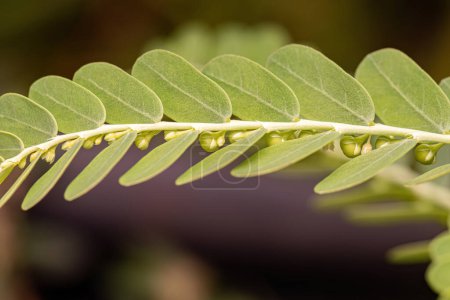 Foto de Pequeña planta eólica del género Phyllanthus - Imagen libre de derechos