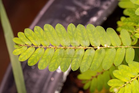 Foto de Pequeña planta eólica del género Phyllanthus - Imagen libre de derechos