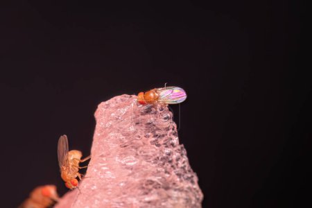 Téléchargez les photos : Mouche à petits fruits adulte du genre Drosophila - en image libre de droit