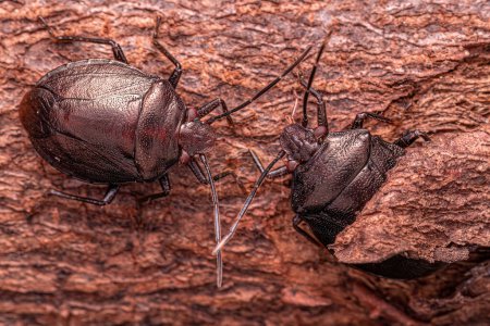 Photo for Small Stink bug of the Genus Antiteuchus - Royalty Free Image