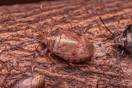 Téléchargez les photos : Petit insecte puant du genre Antiteuchus - en image libre de droit
