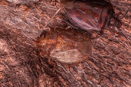 Photo for Small Stink bug of the Genus Antiteuchus - Royalty Free Image