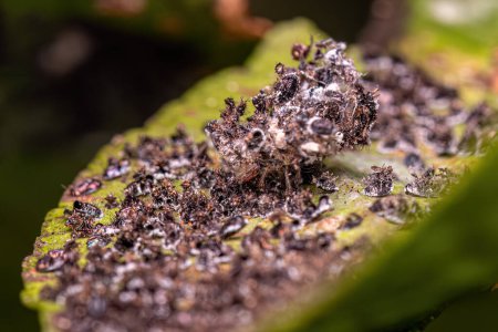 Téléchargez les photos : Mouche noire des agrumes Insectes de l'espèce Aleurocanthus woglumi - en image libre de droit