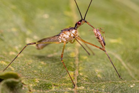 Photo for Adult Assassin Bug of the tribe harpactorini preying on a Small Lace Bug of the Family Tingidae - Royalty Free Image