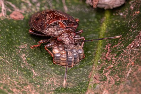 Photo for Stink bug of the Genus Antiteuchus protecting eggs with selective focus - Royalty Free Image