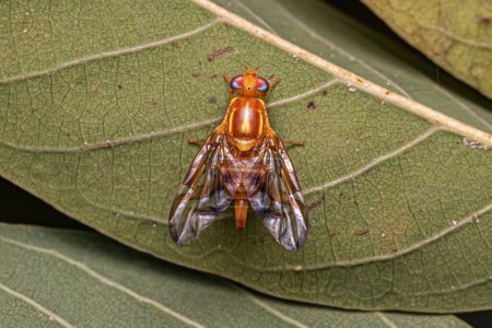 Adult Fruit Fly of the Genus Anastrepha