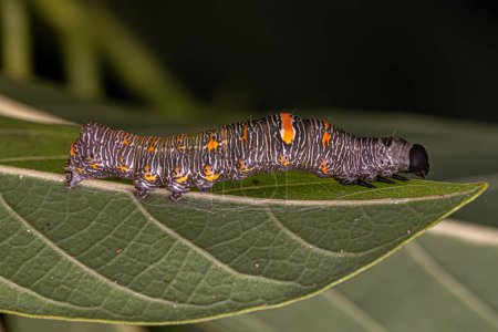 Photo for Small Butterfly larva of the Order Lepidoptera - Royalty Free Image
